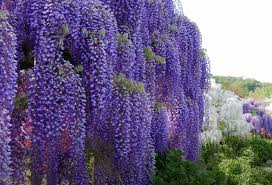 Cherry blossoms may forever be associated with japan, but ashikaga flower park is famous for its fuji, wisteria flowers. Besucher Des Ashikaga Flower Parks Erfreuen Sich An Lilafarbenen Glyzinien
