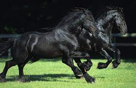Dus als je van paarden houdt dan vind je de kleurplaat van je favoriete paard hier op kids n fun. Fries Penny Het Paarden Striptijdschrift Voor De Echte Paardengek