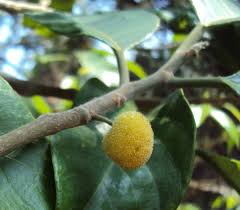 Image result for Artocarpus