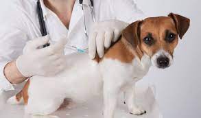 They will then get bloody diarrhea as the intestinal lining begins to die and slough off. Pet Vaccinations Vaccine Veterinarian Tulsa Affordable Vaccine Clinic