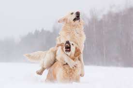 Maybe you would like to learn more about one of these? Why Do Dogs Play
