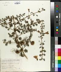 Image result for Holubia saccata