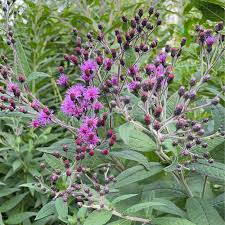 Image result for Vernonia sengana