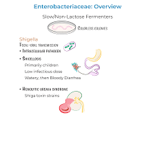 Image result for Enterobacteriaceae