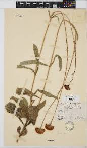 Image result for Hypericophyllum elatum