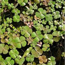 Image result for Marsileaceae