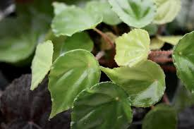 Image result for Begonia potamophila
