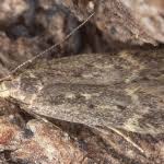 Image result for Bryotropha senectella