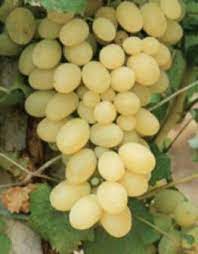 We did not find results for: Uva Da Tavola Coltivata Al Nord