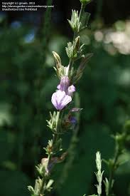 Image result for Rungia