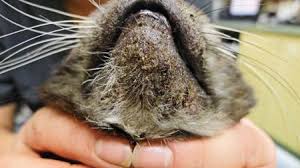 There are many causes including the use of plastic food bowls, allergies, inflammation and poor grooming. The Crusted Cat Scraping Away The Confusion