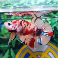 Rumus cetak ikan cupang marble dot dot. Jual Ikan Cupang Giant Nemo Jakarta Pusat Bronkicupang Tokopedia