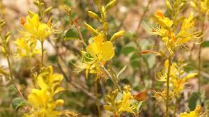 Image result for Adenolobus pechuelii