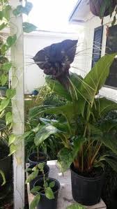 We did not find results for: My First Black Bat Plant Tacca Chantrieri I Am So Excited Bat Plant Black Flowers Dark Flowers