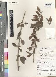 Image result for Canthium glaucum