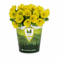 Best prices on forever flowering greenhouses products. Home Greenhouse Product News