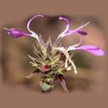 Image result for Dicliptera clinopodia