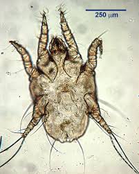 Image result for what do otodectes cynotis look like in dog fur