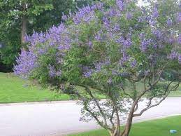 Smoke bush varieties with purple leaves. 6 Small Trees For Small Yards Small Ornamental Trees Trees For Front Yard Southern Landscaping
