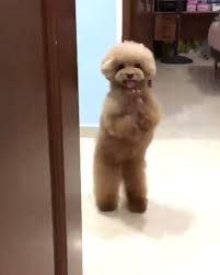 Cute Puppy Funnydogs Sevimli Hayvan Yavrulari Komik Hayvan Sevimli Kopek Yavrulari