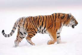 mammals siberian tiger tiger photography cat anatomy