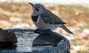 Pileated woodpeckers can become regular and faithful visitors to your feeders, quite often coming in pairs, and over time may even bring their young to your feeders. 11 Tips On How To Attract Woodpeckers To Your Yard 2021 World Birds