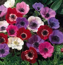 De Caen Anemone Windflowers 25 Bulbs 7 8 Cm Very Hardy Hirt S Gardens Largelawn Flower Garden Plans Shade Perennials Bulb Flowers