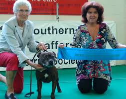 Home / american staffordshire terrier puppies. Staffordshirebullterriers Proud Dog Breeders Of Beautiful Staffordshire Bull Terriers In New Zealand Puppies Nurtured In A Family Environment