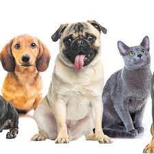 All of the photos used on this site are licensed either under. Love You To Death How We Hurt The Animals We Cherish Pets The Guardian