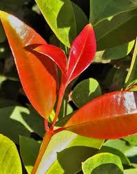 Image result for Eugenia malangensis