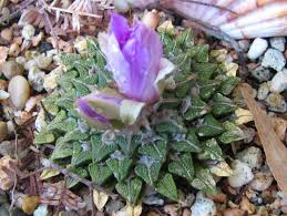 Image result for Kotschya carsonii