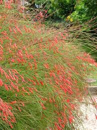 Firecracker plant is invasive in places like florida, where it can naturalize. Coral Fountain Bush Russelia Equisetiformis Urban Tropicals