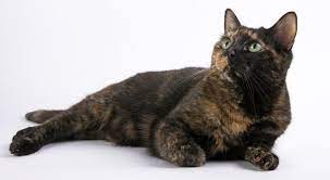 Tortoiseshell Cats And Kittens Your Guide To Tortoiseshell Cats