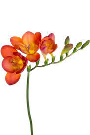 Freesia Flower Origin Best Flower Wallpaper