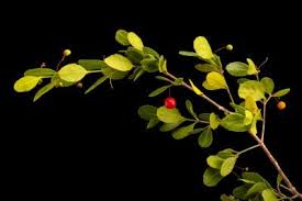 Image result for Crossopetalum