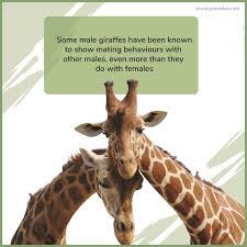 They have strong urges to do so. Jeevoka It S Natural Homosexuality In Animals
