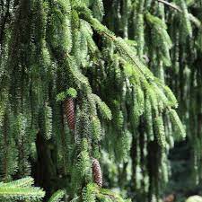 Choose from many high quality full size evergreen trees grown at trim pines farm in varieties of pine, spruce and fir. Norway Spruce For Sale Picea Abies Chief River Nursery Chief River Nursery