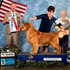Pine tree golden retriever club (president, treasurer, webmaster) i am very fortunate to have friendships with experienced breeders and golden lovers who share a wealth of experience and support. Conformation Royal River Retrievers Golden Retriever Puppies In Maine And New England