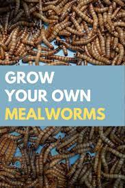 How To Grow Mealworms For Chickens Raising Mealworms At Home The Hen S Loft Meal Worms Raising Meal Worms Mealworm Farm