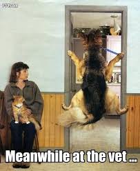 Pin On Animals