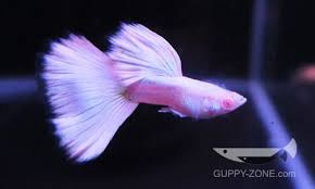 Was Guppy Fish Sind Fotos Von Guppy Fish Fish Fotos Guppy Sind Von Guppy Fish Guppy Fish