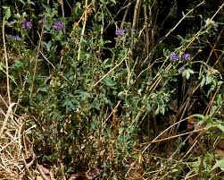 Image result for Medicago sativa