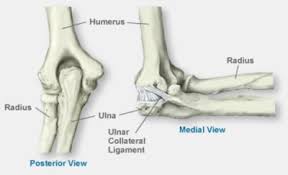 It is the smallest bone in the human body. Anatomy Of The Elbow Elbow Pain Treatment