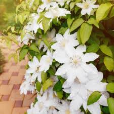 Image result for Clematis pulchra