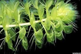 Image result for Aldrovanda vesiculosa