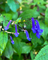 Image result for Isodon ramosissimus