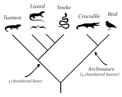 What Is A Cladogram