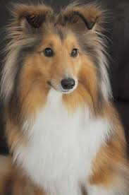 sheep dogs beauty dogs cutest dogs old dogs dogs breeds shetland sheepdog dogs parks watches dogs work dogs coupon4pets 7 smartest dog breeds smartest dogs dog breeds