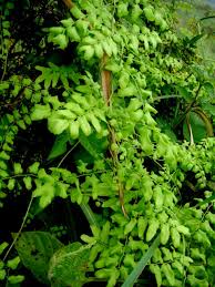 Image result for Lygodium microphyllum