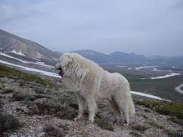 Il pastore abruzzese in piazza plebiscito resterà chiuso fino a data da destinarsi ma ci puoi trovare in corso trento e trieste 94 per l'asporto! Pastore Maremmano Abruzzese Majestic Harsh Fierce Wild Reliable Italian Dog Cane Da Pastore Cani Cani Da Montagna